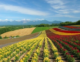 Japan-Hokkaido-Landscape-WUXGA-country-field-0165.jpg