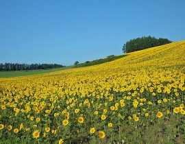 Japan-Hokkaido-Landscape-WUXGA-country-field-0171.jpg